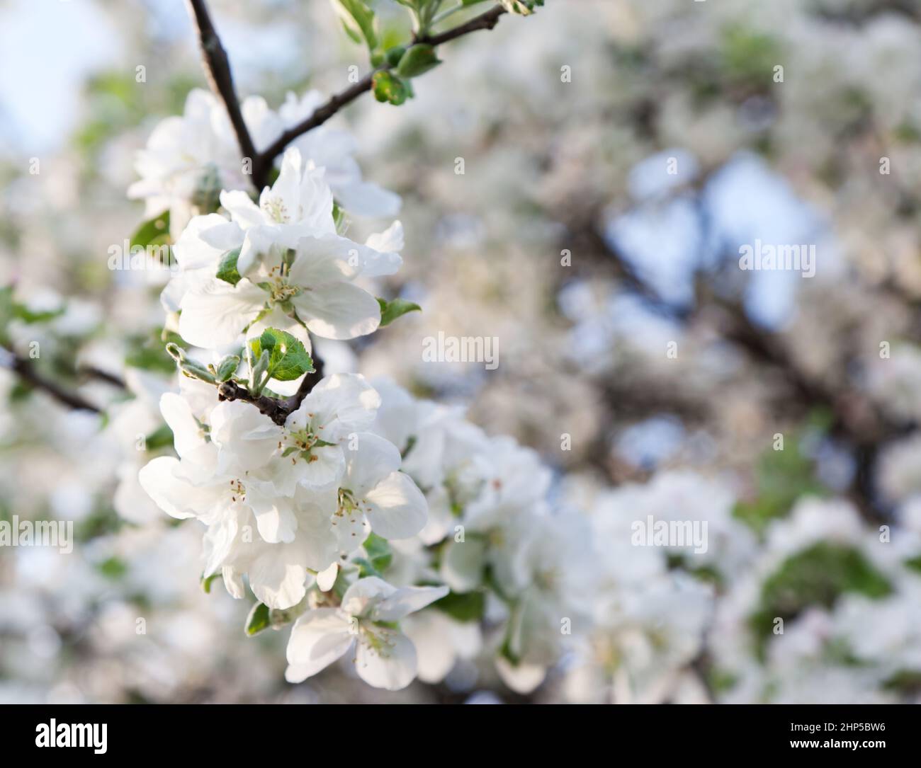 Un ramo in fiore del melo in primavera Foto Stock
