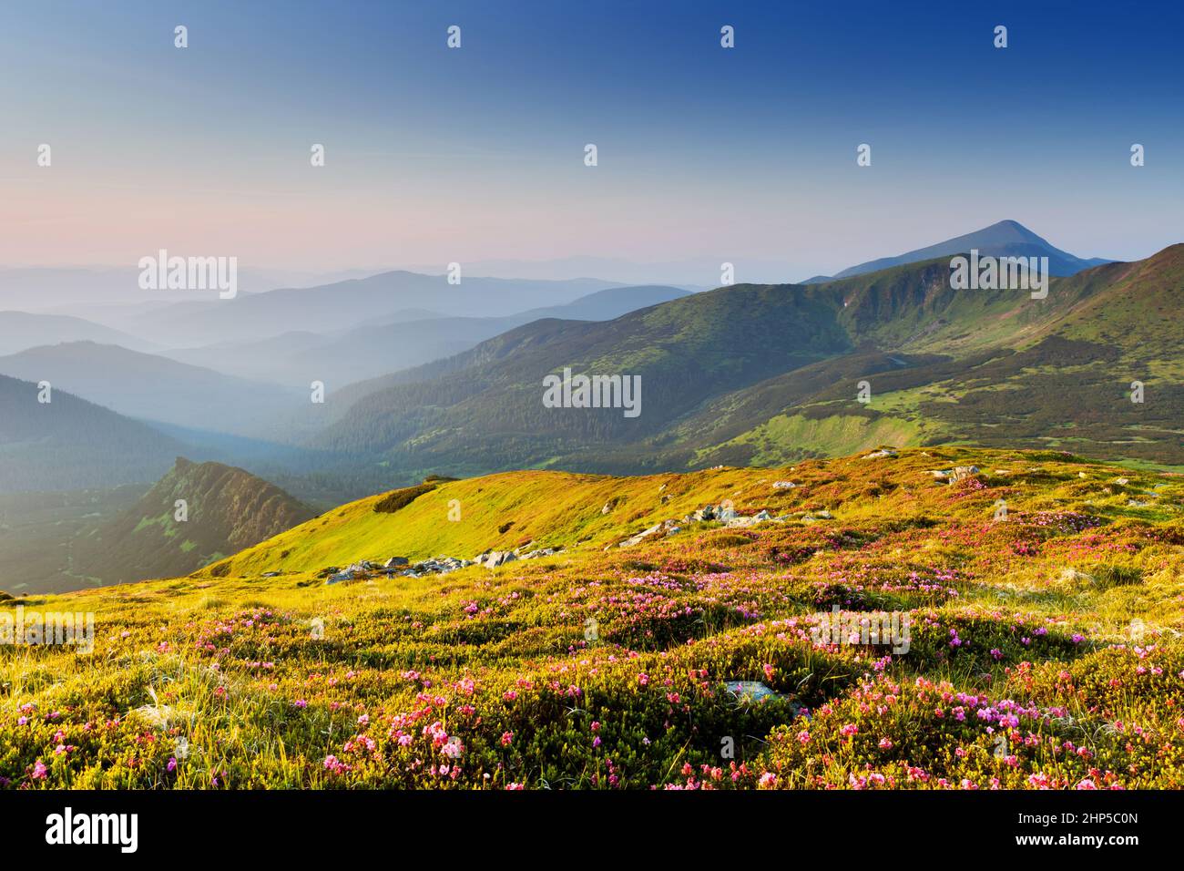 Magia di rosa fiori di rododendro sulla montagna d'estate Foto Stock