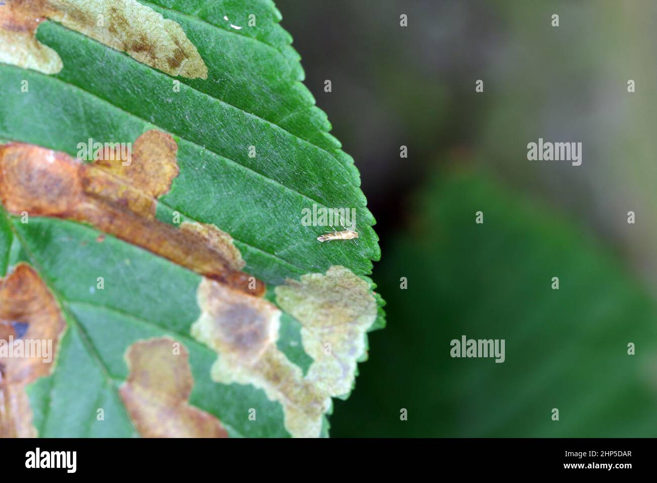 La falena di castagno comune (Aesculus hippocastanum) e le foglie danneggiate dal minatore di foglie di castagno (Cameraria ohridella) è una falena di estrazione delle foglie. Foto Stock