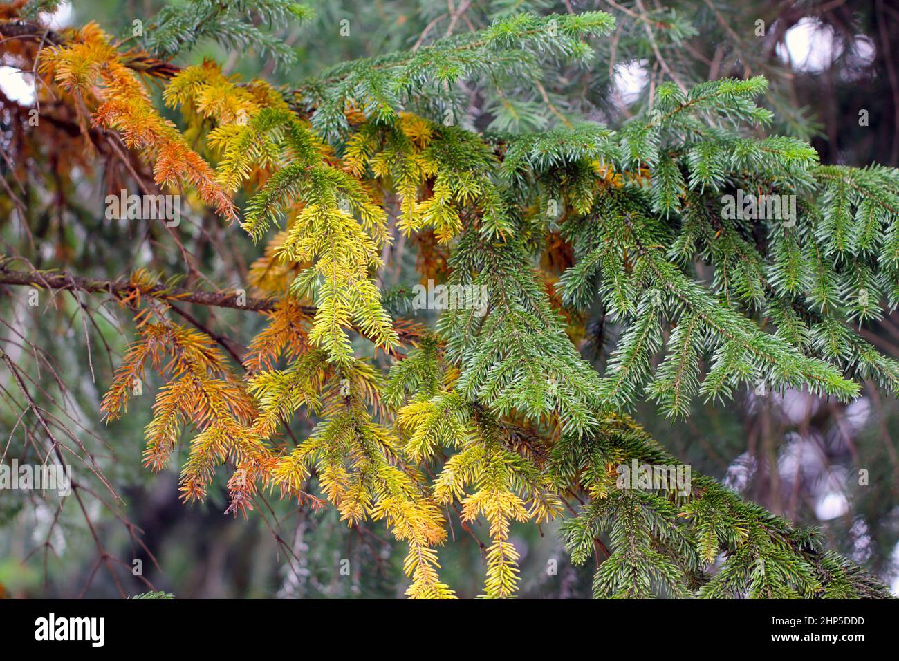 Albero di abete che muore a causa di lesioni afide. Appassimento di alberi ornamentali in giardino. Foto Stock