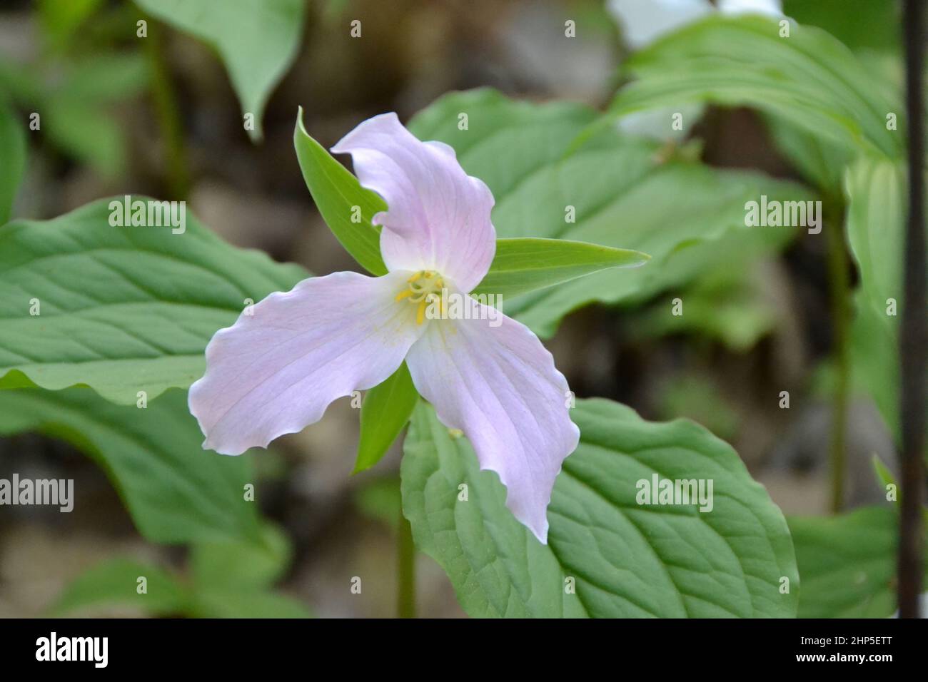 Primo piano di fiori di trillio rosa chiaro in fiore e foglie verdi durante la primavera Foto Stock