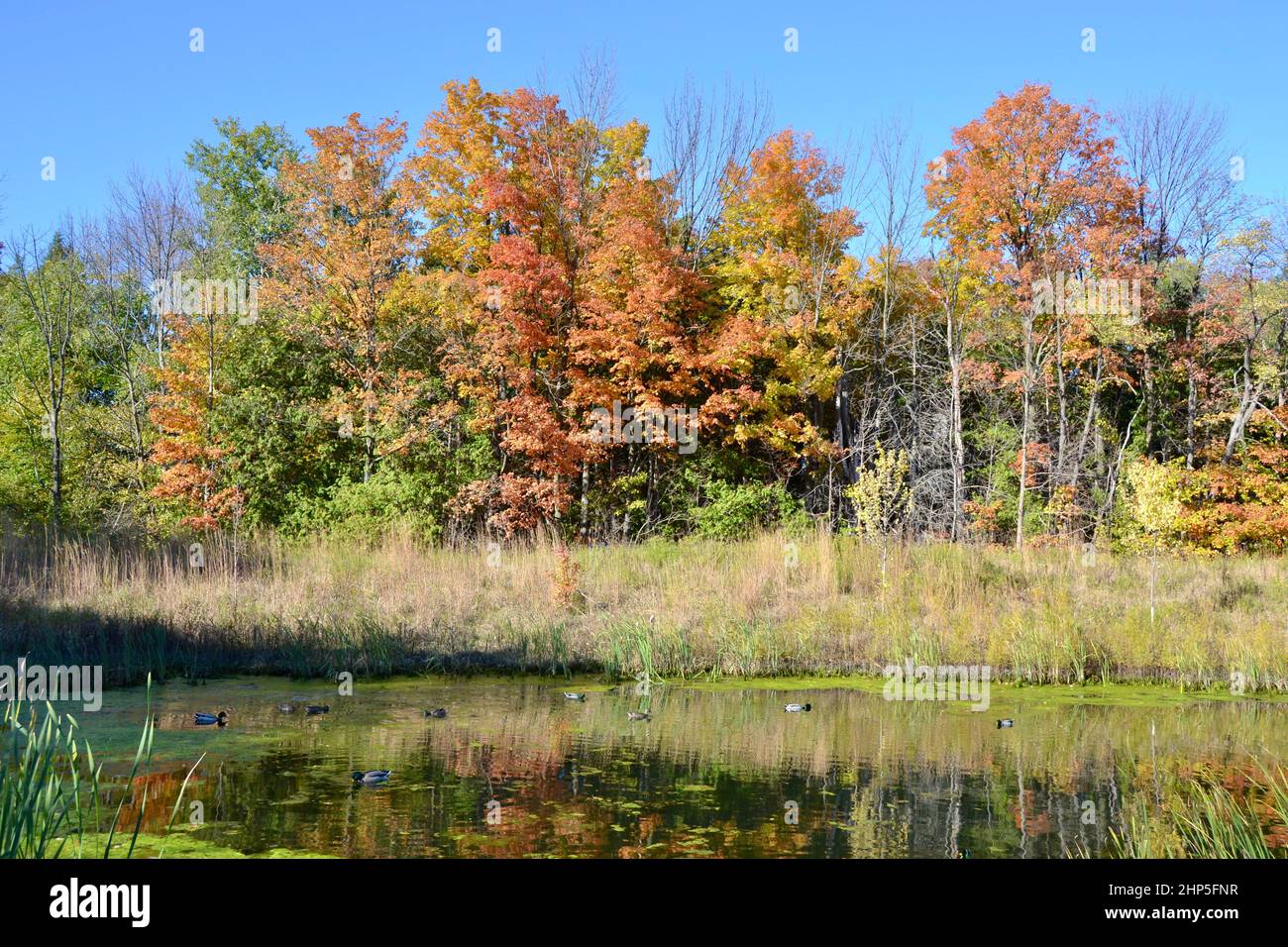 Foresta con colori luminosi caduta accanto al laghetto con anatre nuoto Foto Stock