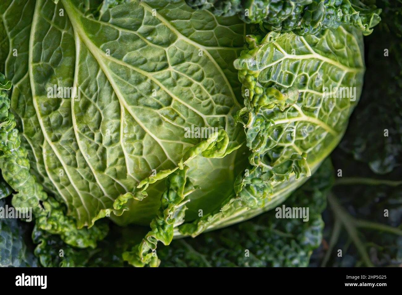 Macro fotografia di foglia di cavolo verde testa primo piano Foto Stock