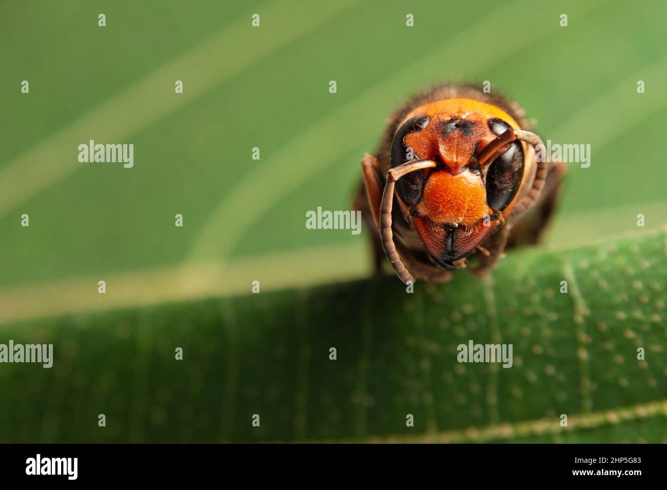 Dead Wasp - testa di Closeup di Asian Giant Hornet o Japanese Giant Hornet o Vespa Mandarinia Japonica. Foto Stock