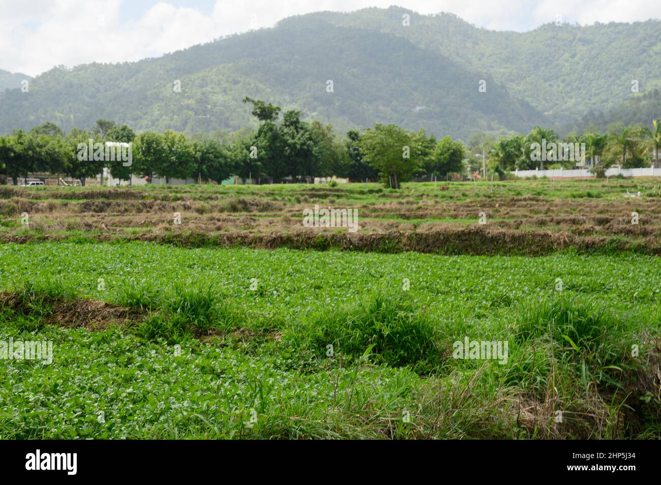 La foto mostra una piantagione di lattuga. Il campo vegetale è inondato di acqua e molti uccelli bianchi si accumulano su di esso. Gli uccelli si nutrono di vermi che ar Foto Stock