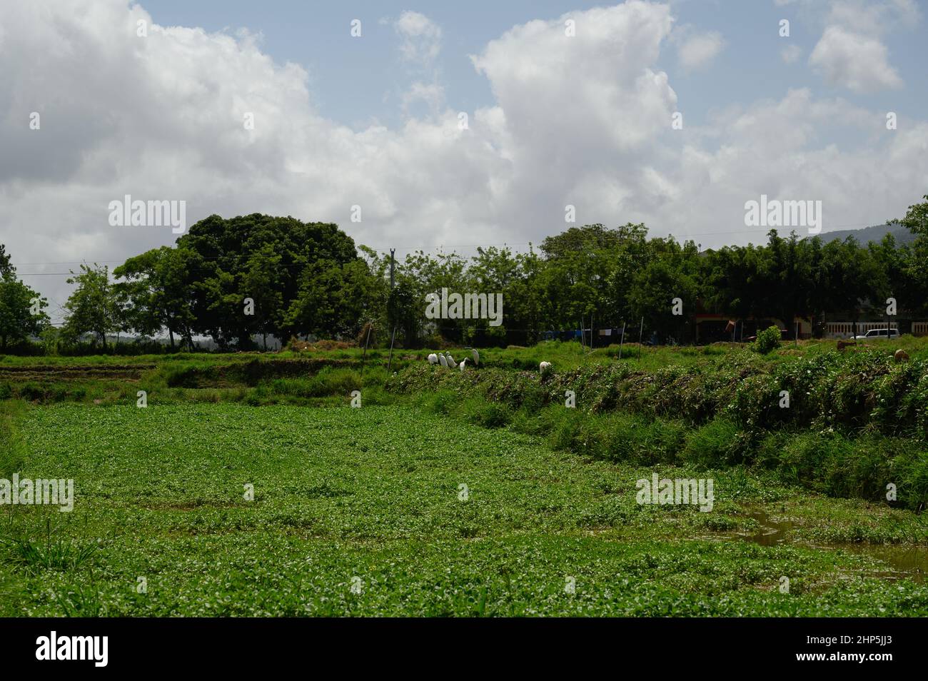 La foto mostra una piantagione di lattuga. Il campo vegetale è inondato di acqua e molti uccelli bianchi si accumulano su di esso. Gli uccelli si nutrono di vermi che ar Foto Stock