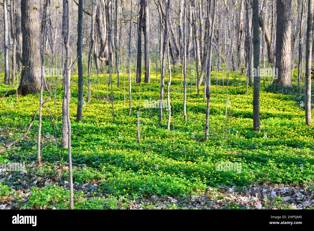 Tappeto di fiori gialli che fioriscono sul pavimento della foresta tra tronchi d'albero in primavera Foto Stock