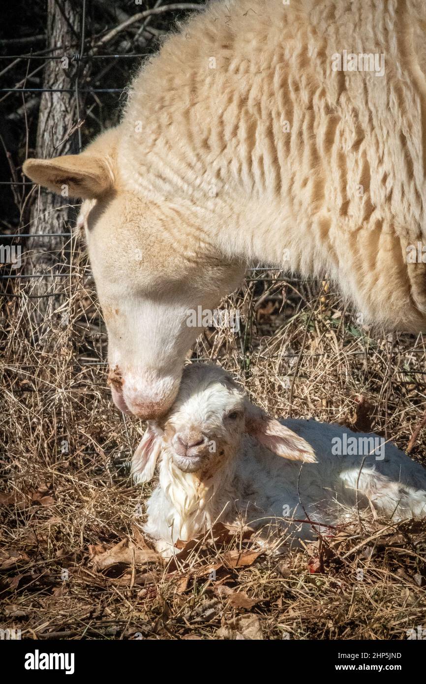 Pecora madre (pecora) che dà alla luce l'agnello Foto Stock
