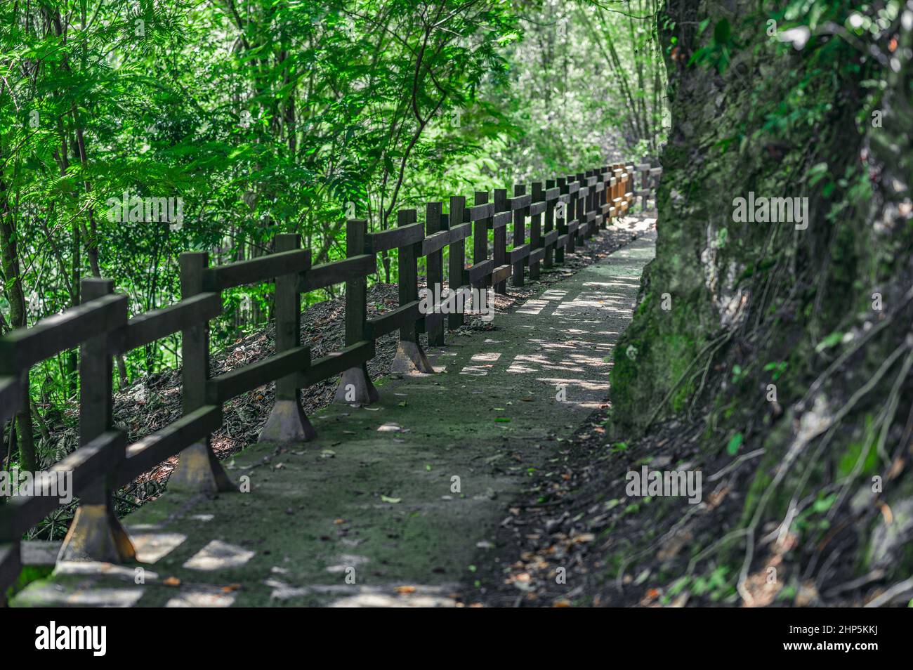 La foto mostra il percorso della foresta, che è delimitato da recinto di legno.Path si trova nella giungla. Il sentiero per passeggiate è in asfalto. L'immagine è stata presa in Dominican Re Foto Stock