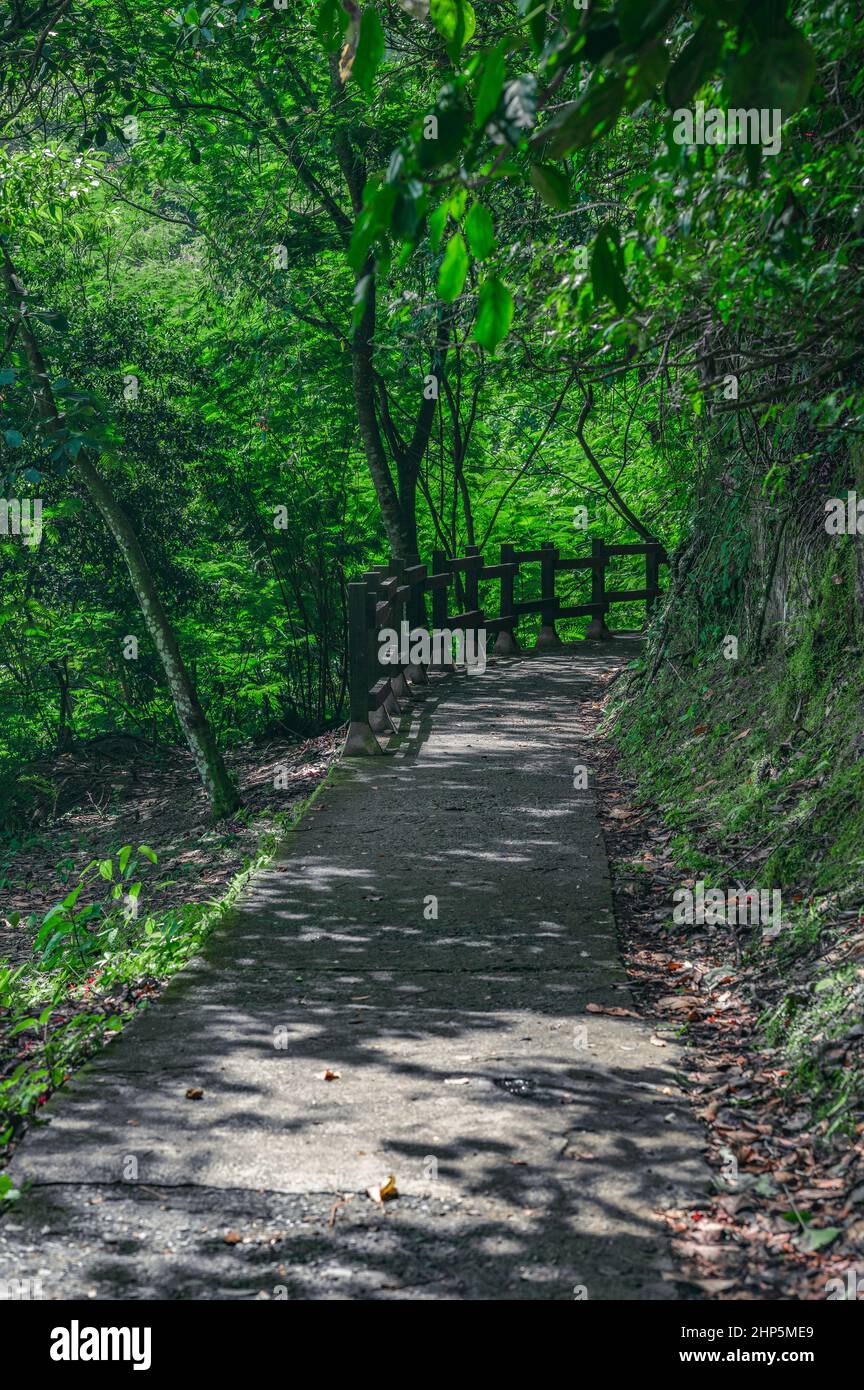 La foto mostra il percorso della foresta, che è delimitato da recinto di legno.Path si trova nella giungla. Il sentiero per passeggiate è in asfalto. L'immagine è stata presa in Dominican Re Foto Stock