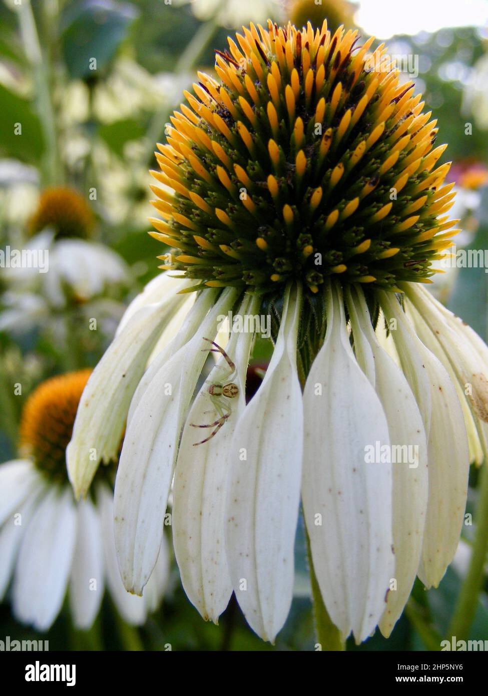 Piccolo ragno ben mimetinato che giace in agguato su fiore bianco brillante Foto Stock