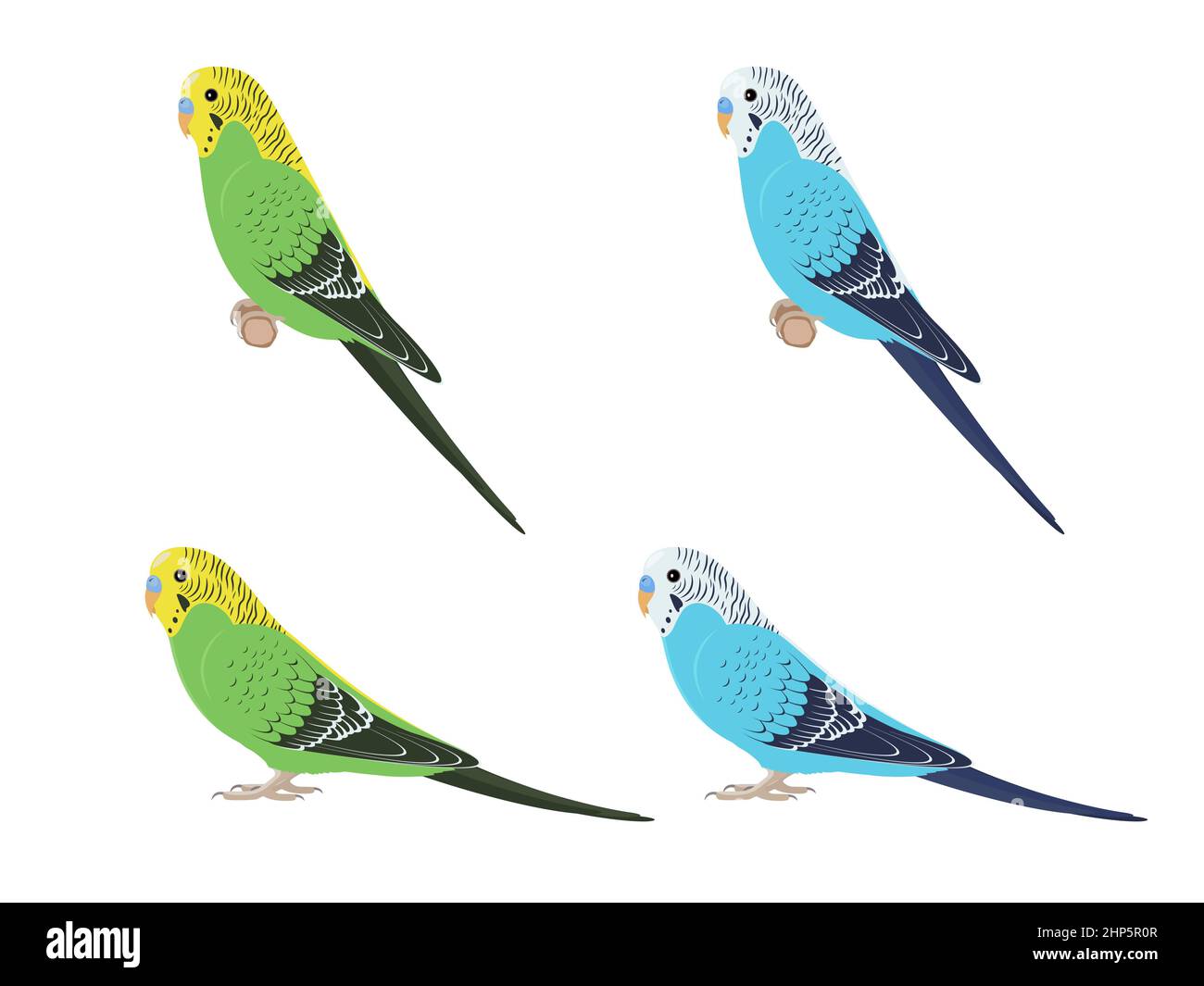 Set di pappagalli budgies. Illustrazione vettoriale di pappagalli verdi e blu su sfondo bianco. Illustrazione Vettoriale