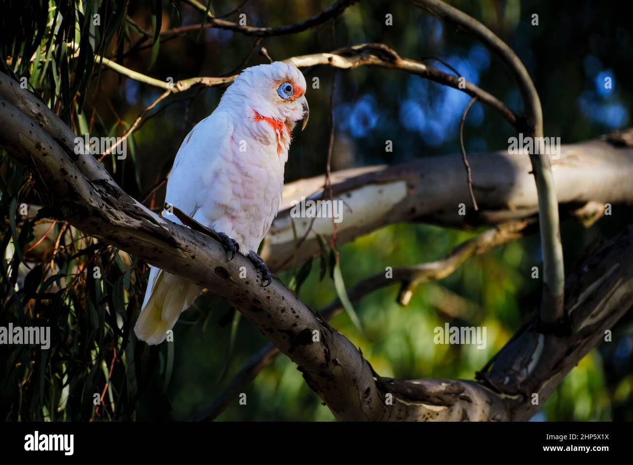 Corella con fatturazione lunga Foto Stock