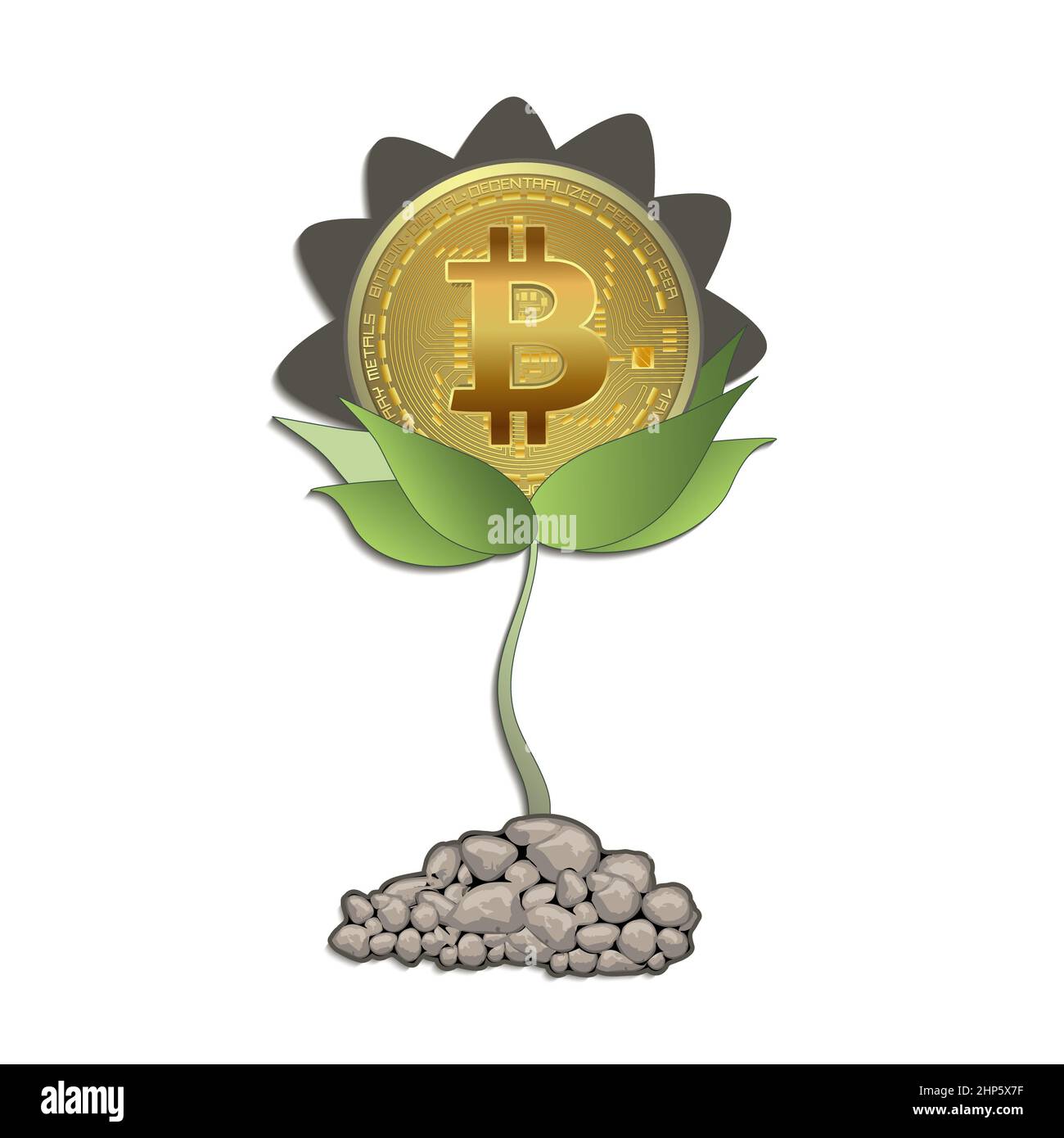 Moneta d'oro Bitcoin come pianta crescente di piantina di girasole, isolata su sfondo bianco Foto Stock