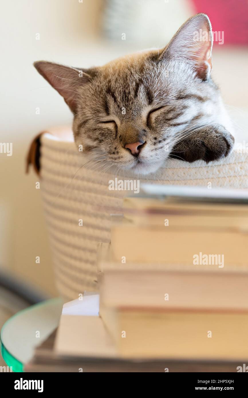 Ritratto di bianco e sigillo tabby punto gatto dormire in un cestino a casa da una pila di libri. Primo piano di gatto addormentato con bokeh di sfondo. Foto Stock