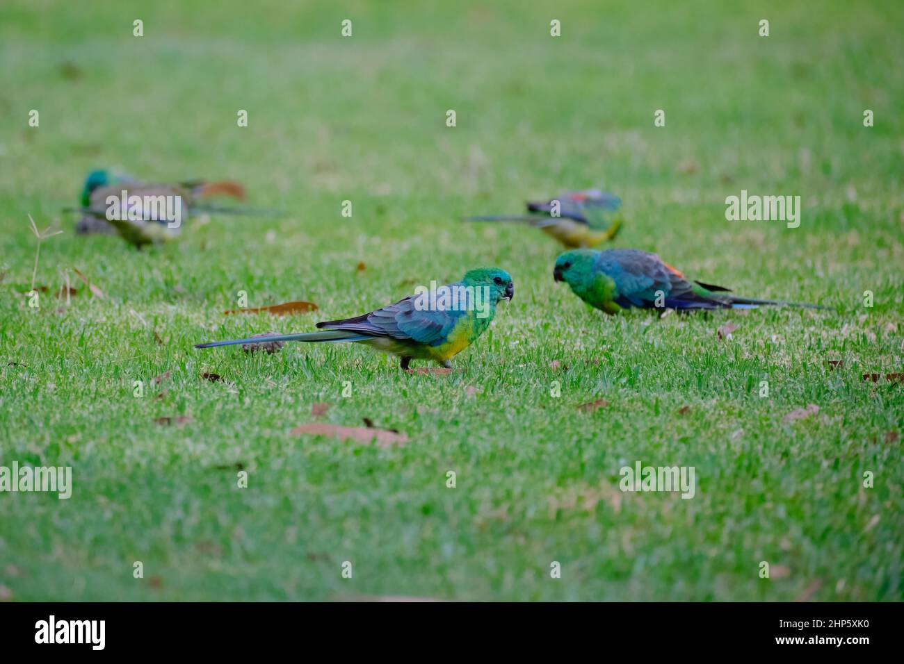 Erba pappagalli Foto Stock