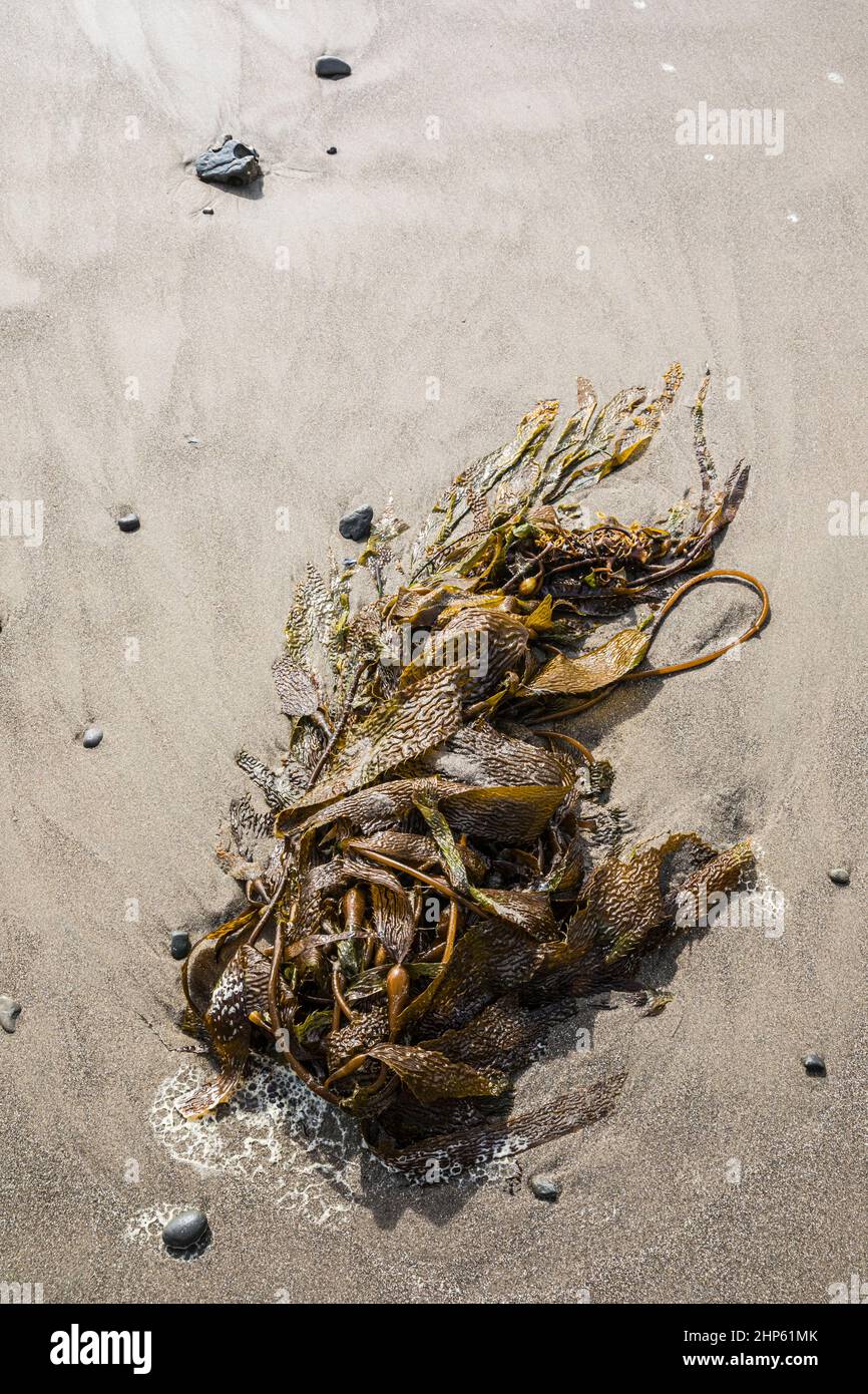 Il kelp si è lavato su una spiaggia di sabbia, Olympic Coast di Washington, USA. Foto Stock