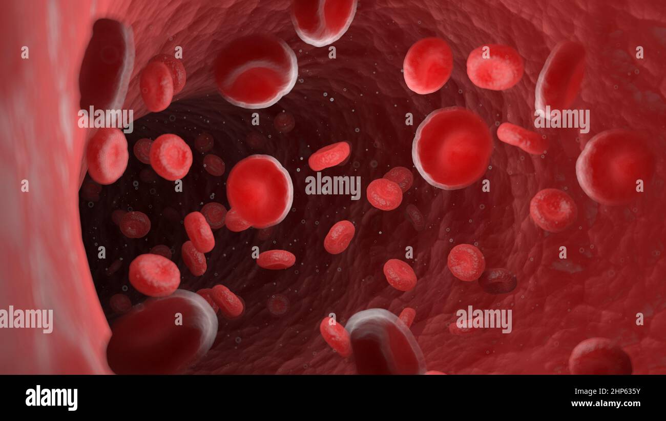 Globuli rossi in un'arteria umana, illustrazione. Foto Stock