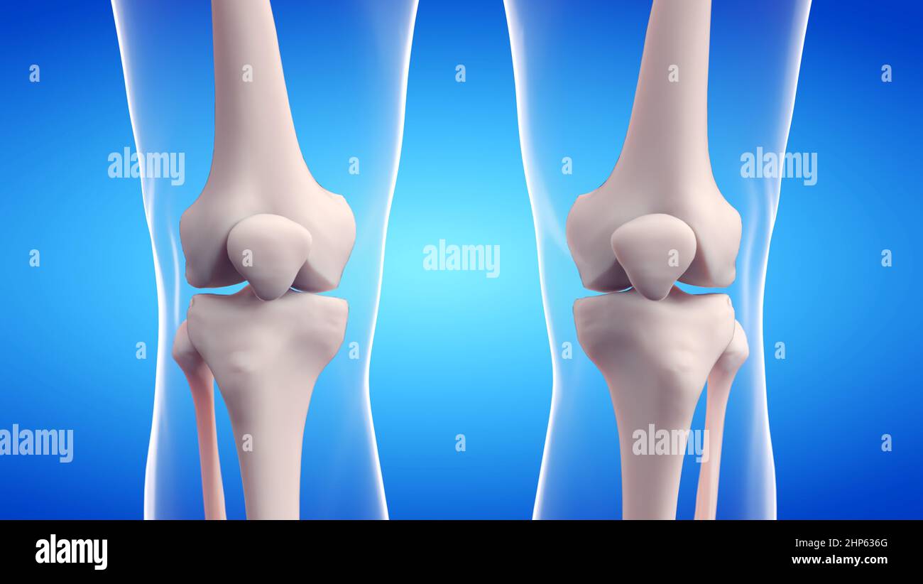 Articolazioni delle ginocchia, illustrazione. Foto Stock