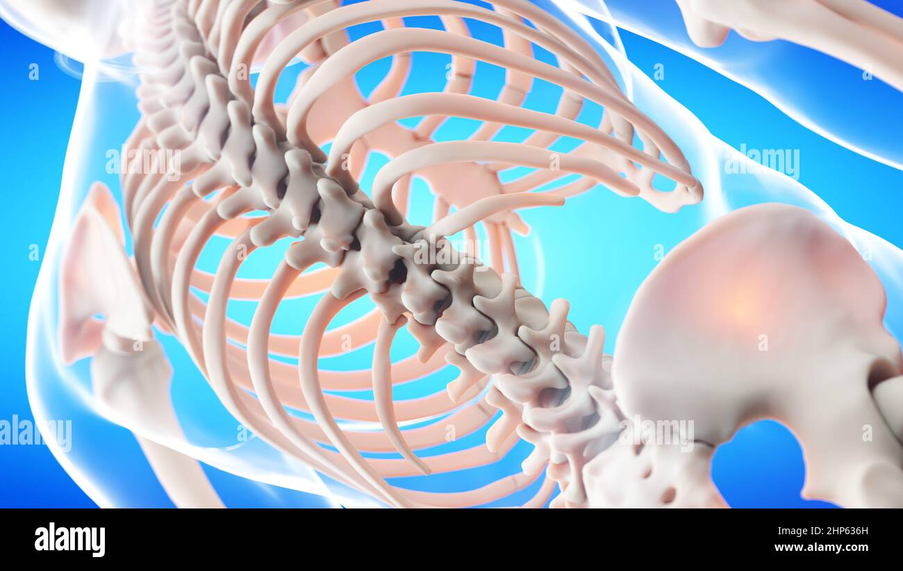Parte posteriore dello scheletro, illustrazione. Foto Stock