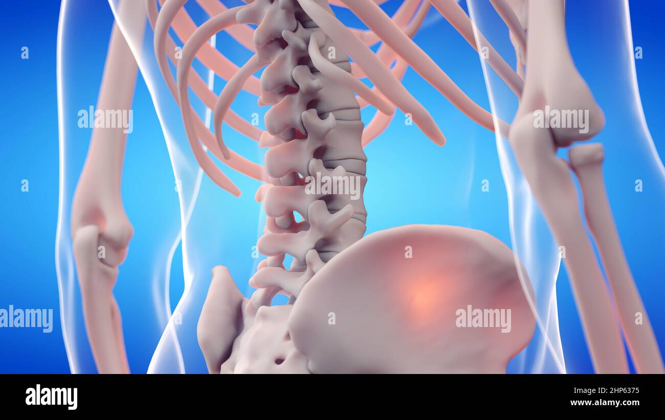 Colonna lombare, illustrazione. Foto Stock