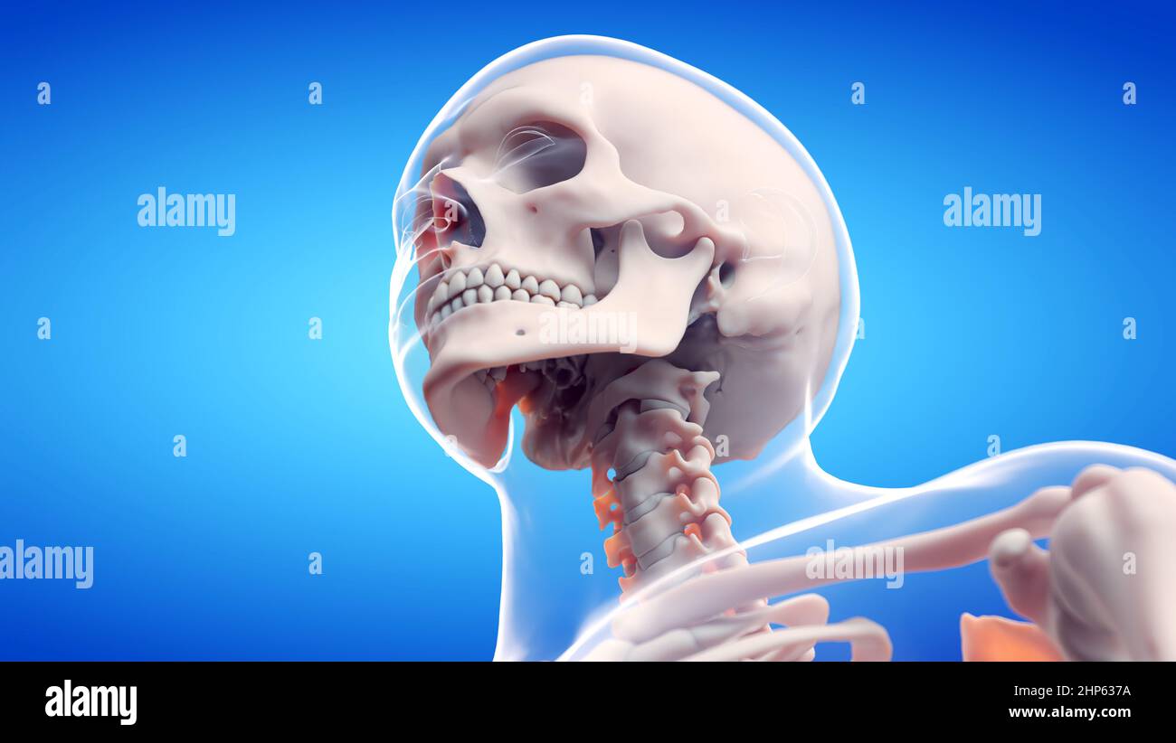 Colonna cervicale, illustrazione. Foto Stock