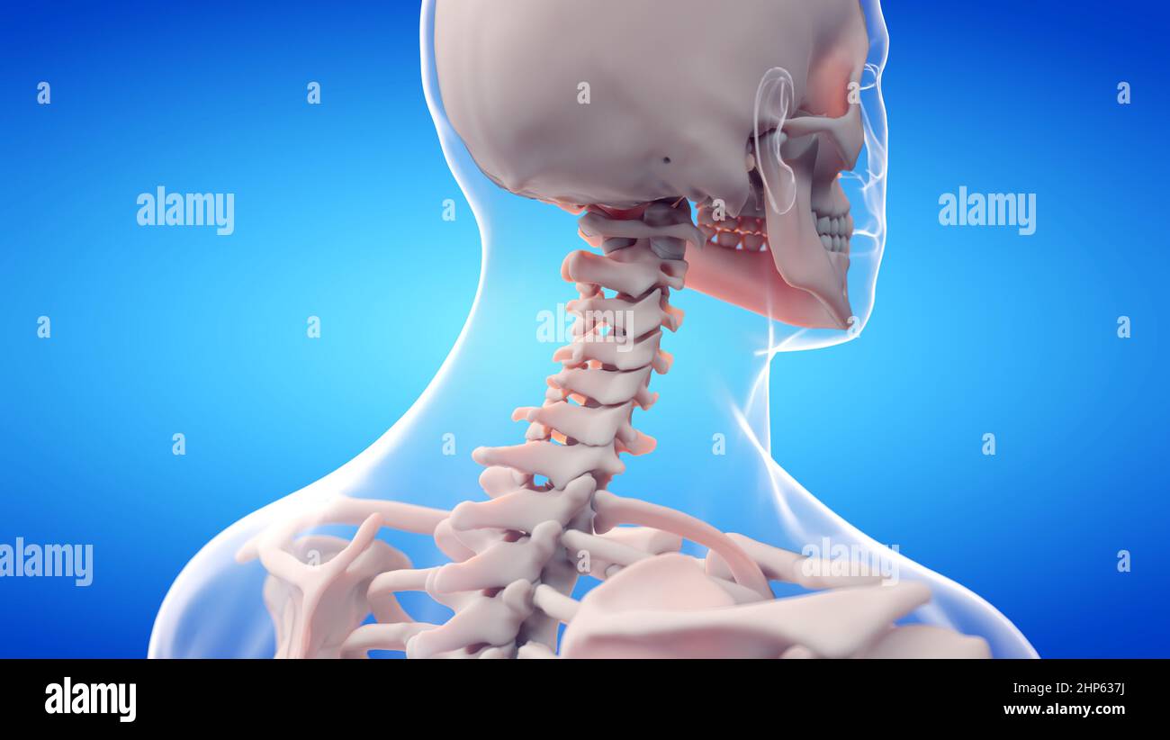 Colonna cervicale, illustrazione. Foto Stock