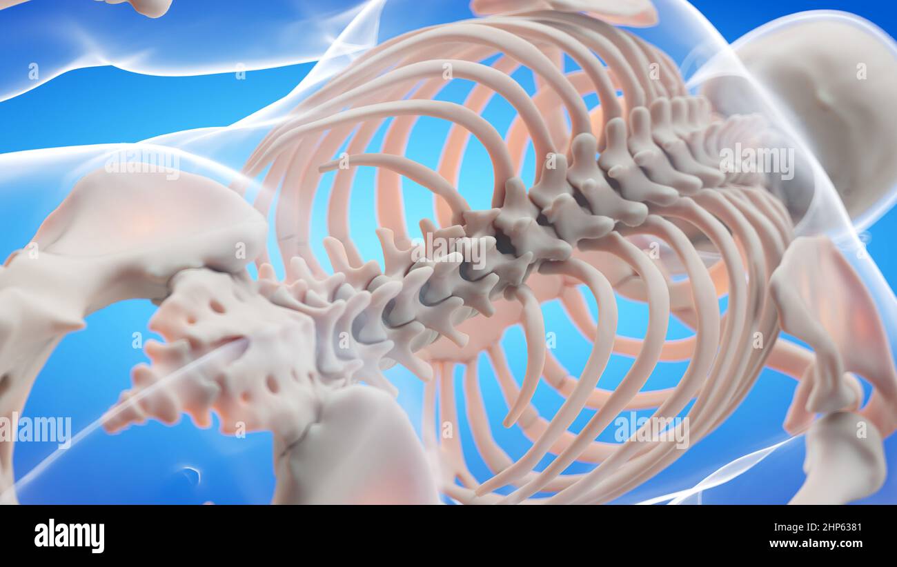 Parte posteriore dello scheletro, illustrazione. Foto Stock