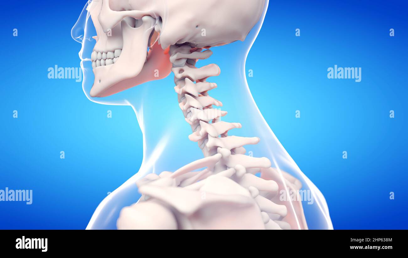 Colonna cervicale, illustrazione. Foto Stock