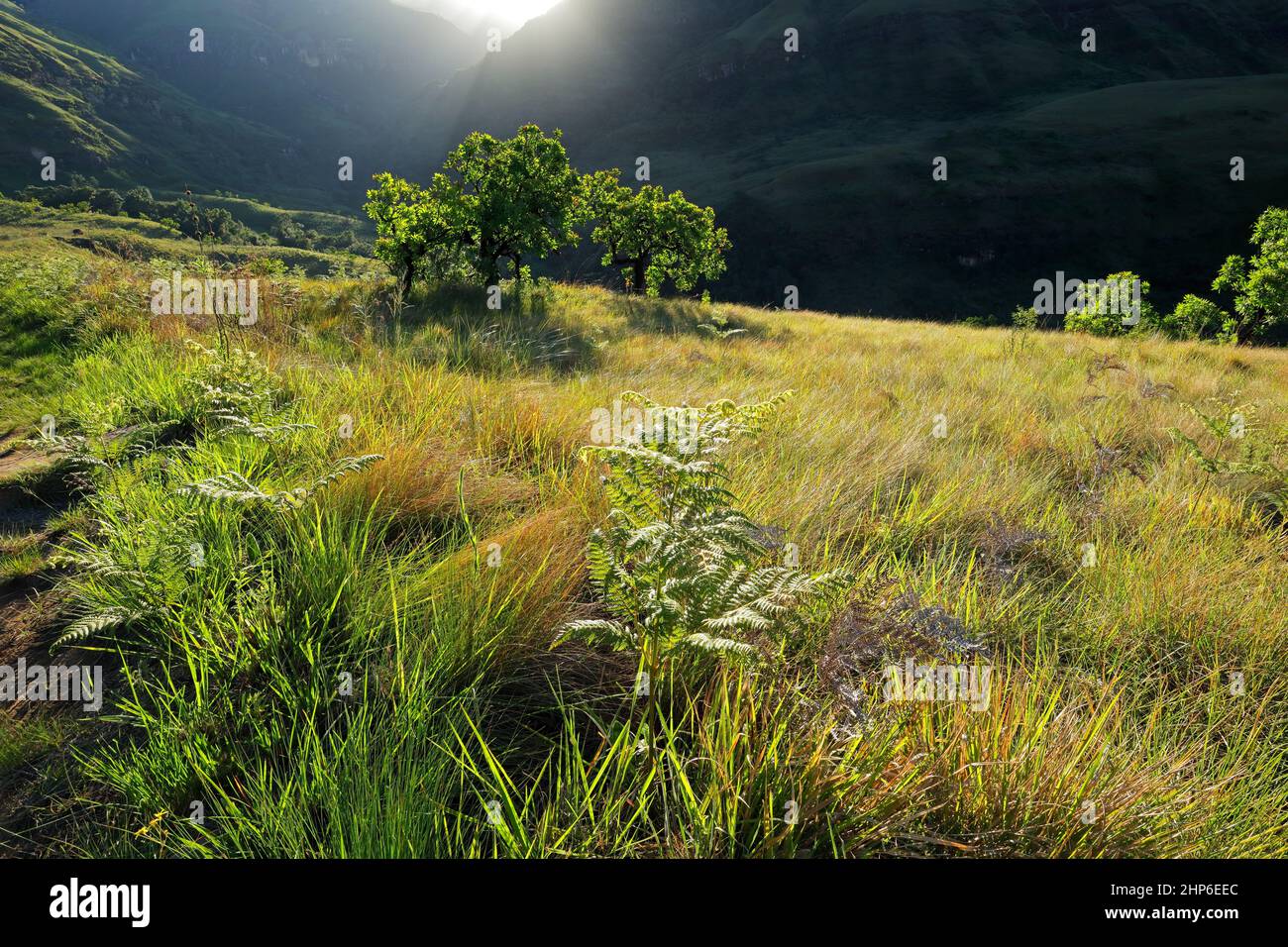Paesaggio montano panoramico drakensberg con vegetazione lussureggiante nel tardo pomeriggio, Sud Africa Foto Stock