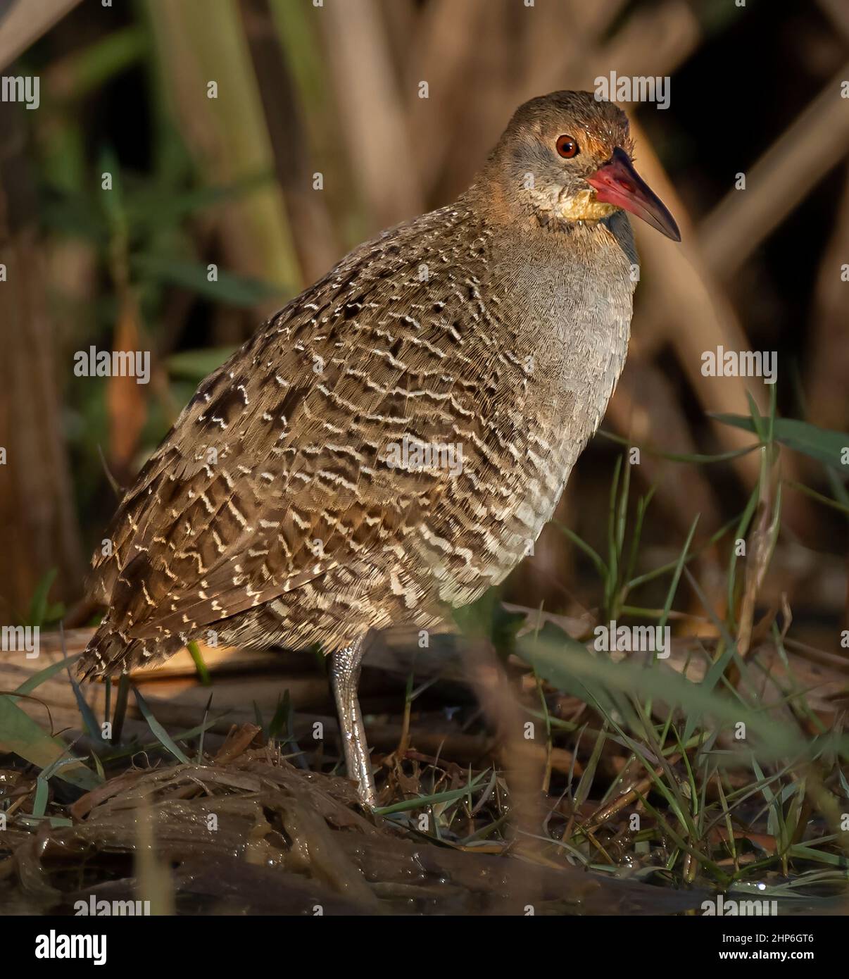 Bird, Slaty-Breasted Rail, Gallirallus striatus albiventer, alimentazione, spazio copia Foto Stock