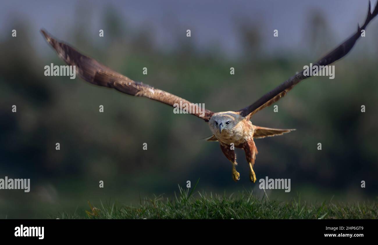 Raptor di medie dimensioni, kite brhminy, Haliastur indus, flying tenendo cibo con spazio copia Foto Stock