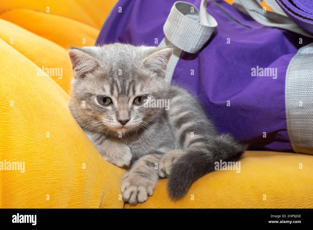 Un piccolo gattino grigio si trova su un divano arancione accanto a una borsa sportiva viola. Il gattino si riposa dopo l'allenamento sportivo. Sport Concept con animali domestici. Foto Stock
