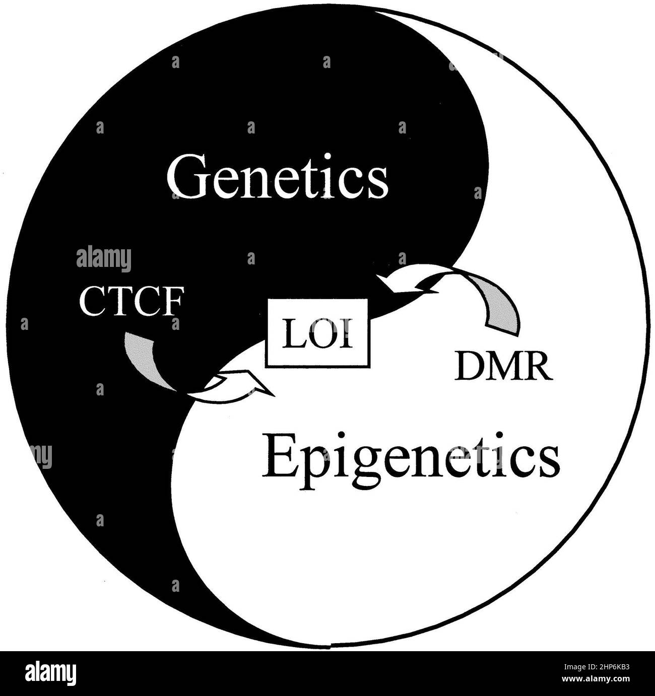 L'interrelazione tra la genetica del cancro e l'epigenetica. Piuttosto che un diagramma tradizionale di Venn, la genetica del cancro e l'epigenetica sono disegnate come yin-yang. Per esempio, la perdita di impresso può essere causata da disgregazione genetica del CTCF o da metilazione alterata del DMR (illustrato). CA. 16 gennaio 2001 Foto Stock