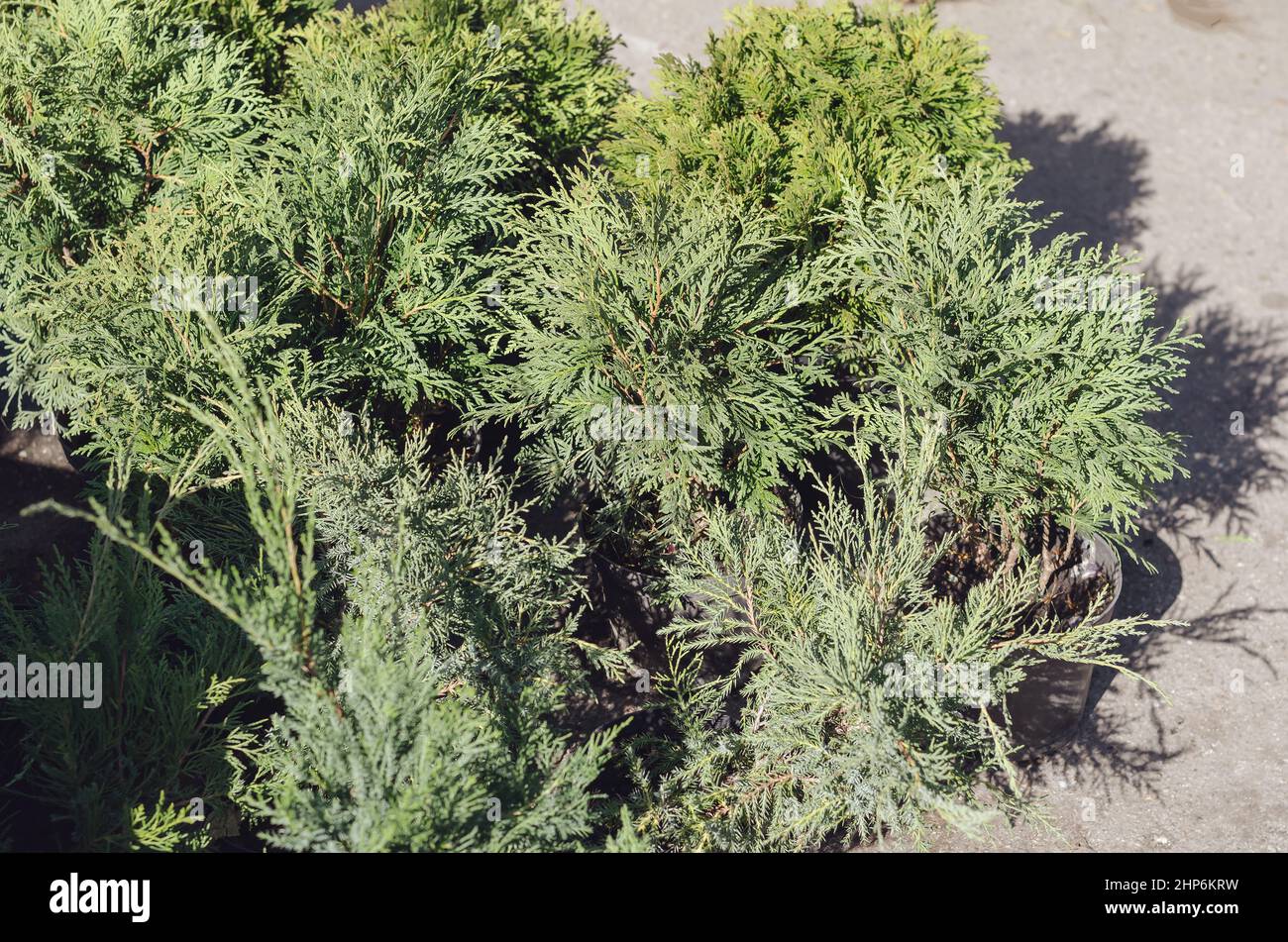 Industria Agroculturale. Contadini e giardino fiera. Giovani pianta di thuja in pentole. Commercio di strada. Giorno. Nessuna gente. Foto Stock