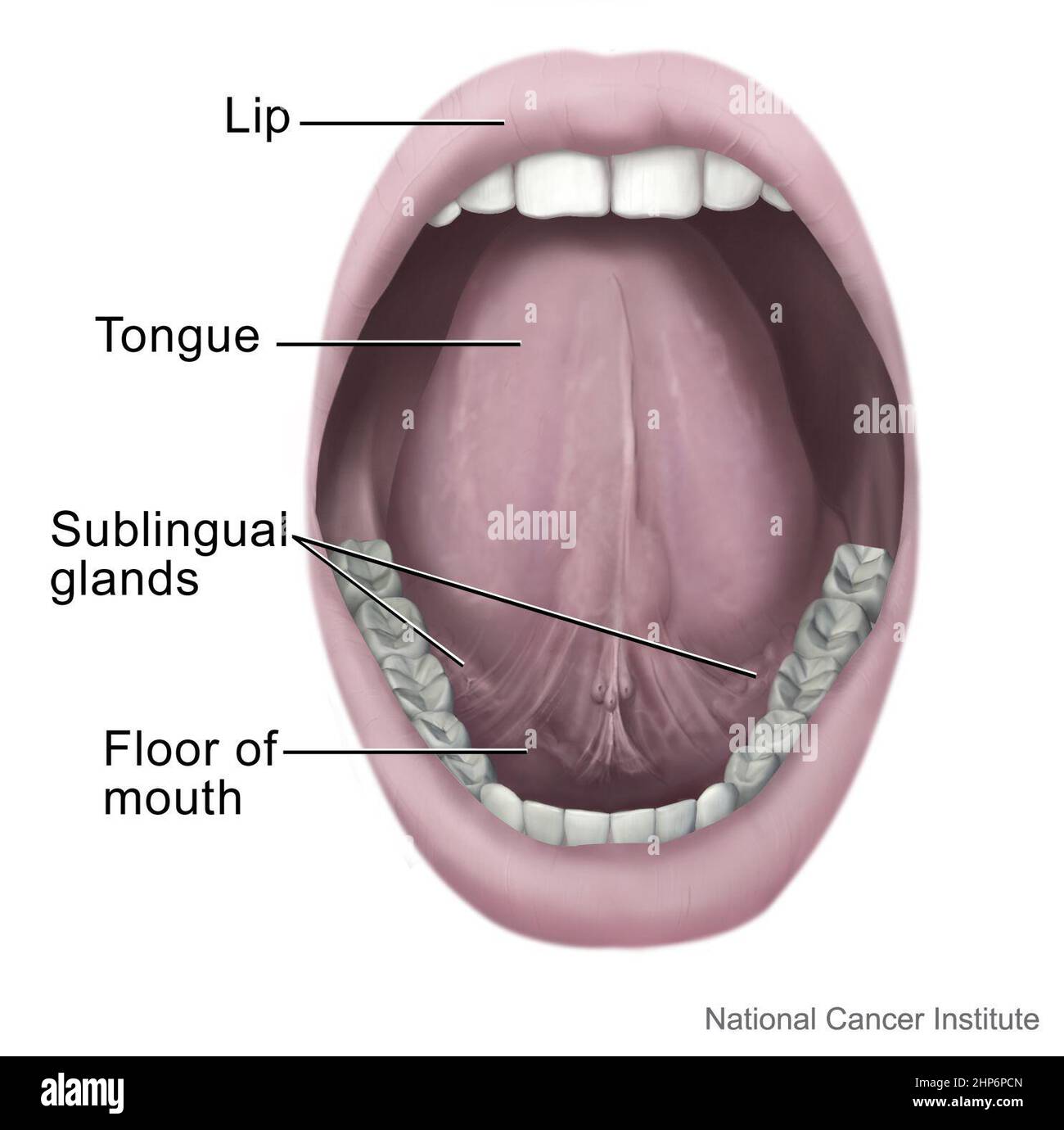 Il lato inferiore della lingua e le strutture vicine (labbro, lingua,  ghiandole salivari, e pavimento della bocca) sono identificati ca. 2003  Foto stock - Alamy