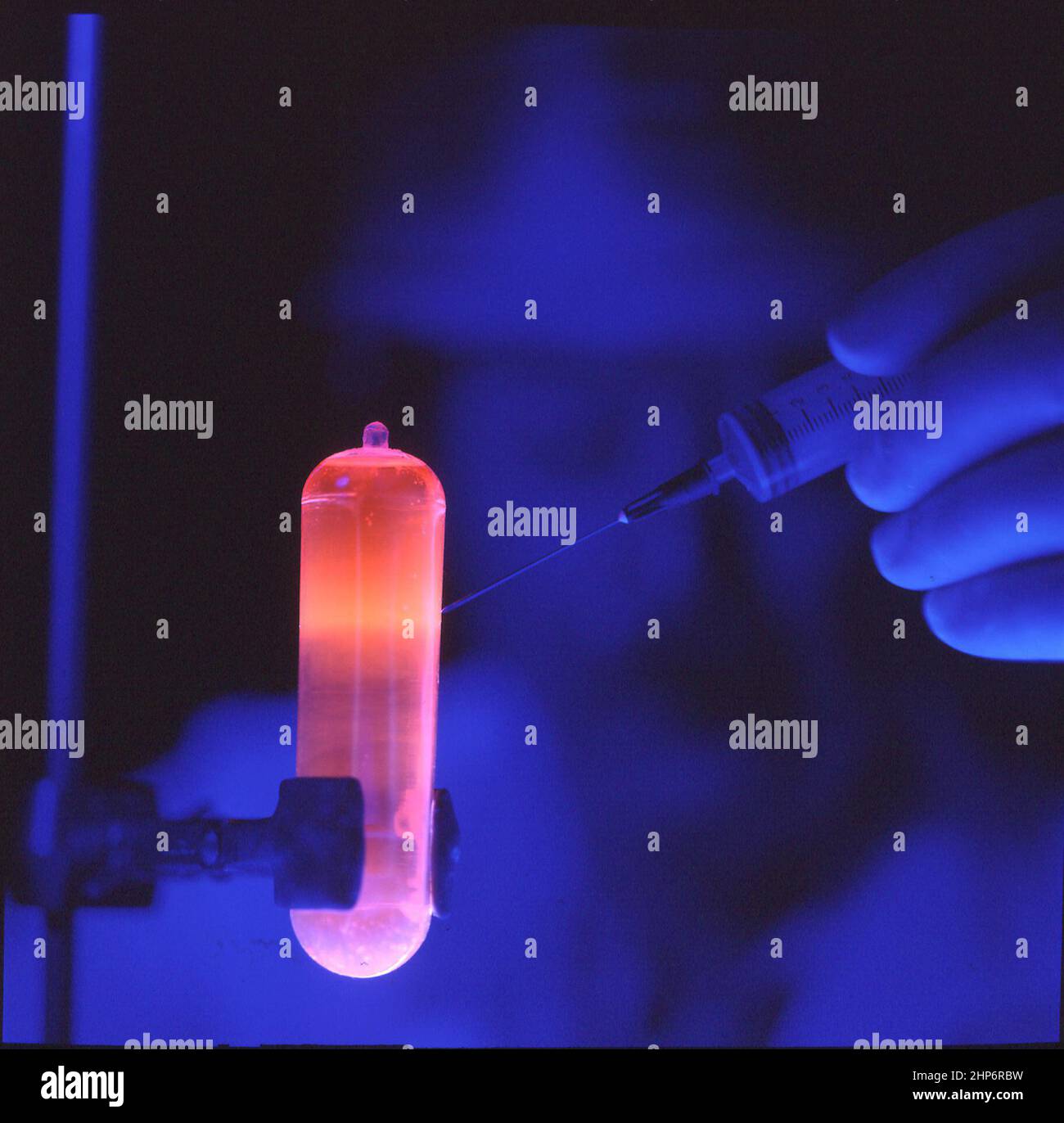 DNA purificato, arancione fluorescente sotto luce UV, estratto con una siringa e utilizzato per studi di biologia molecolare. Il DNA purificato, in gradiente di cloruro di cesio, si lega al colorante bromuro di etidio che assorbe la luce UV e rende il DNA fluorescio arancione. Questa visualizzazione di una singola banda di DNA aiuta nell'isolamento e nell'estrazione del DNA per futuri studi di biologia molecolare ca. Maggio 1988 Foto Stock