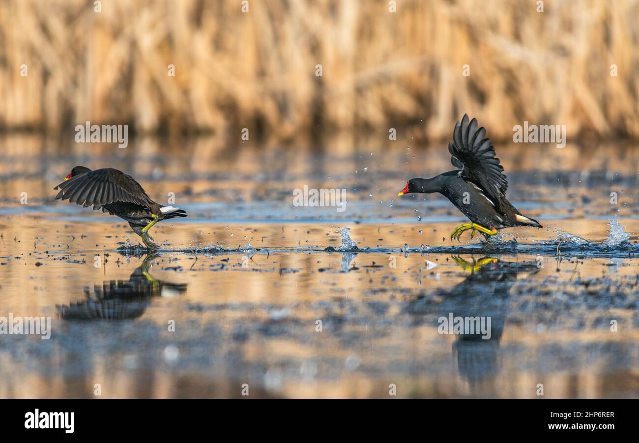 Moorhen o Marsh Hen, Gallinula chloropus - lotta fine runing sull'acqua Foto Stock