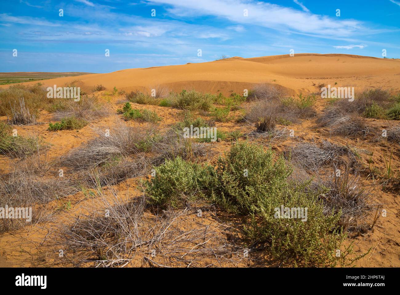 Nel deserto antropologico delle Terre nere in una giornata di sole. Repubblica di Kalmykia, Russia Foto Stock