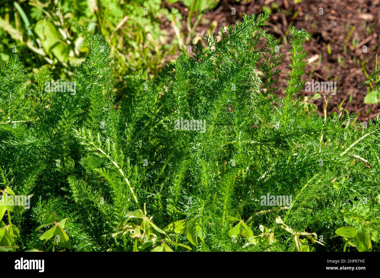 Sydney Australia, foglie di piuma verde di una pianta di achillea Millefolium o yarrow in giardino Foto Stock
