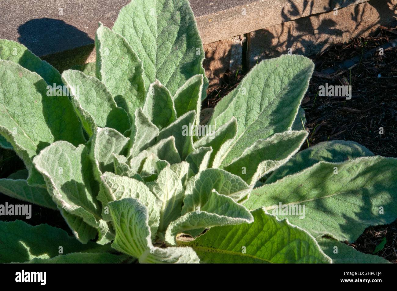 Sydney Australia, verbascum nigrum o mullein nero foglie al sole Foto Stock