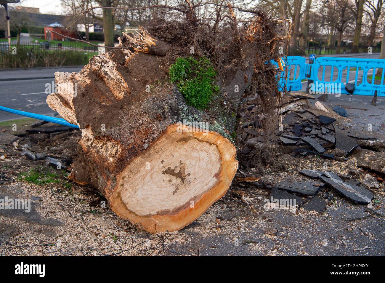 Windsor, Berkshire, Regno Unito. 19th Febbraio, 2022. Un albero enorme è stato soffiato sopra ieri con rami che atterrano nel Tamigi. A seguito di gravi tempeste, purtroppo, alcuni alberi sono stati distrutti a Windsor, Berkshire ieri durante la tempesta Eunice. Ieri è stato attivato per la prima volta un allarme meteo rosso per il Sud-Est. Credit: Maureen McLean/Alamy Live News Foto Stock