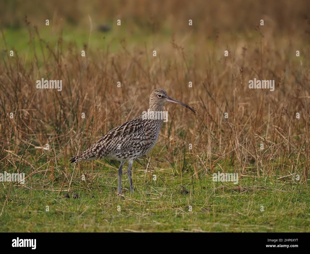 Curlew Inverno nel Regno Unito approfittando di estuari maremoti e i pascoli e praterie circostanti per nutrirsi. Foto Stock