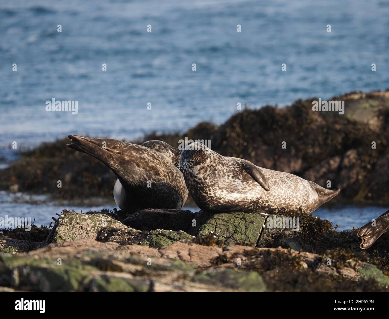 Le foche comuni sono trasportate sulle rocce preferite al largo della costa di Mull Foto Stock