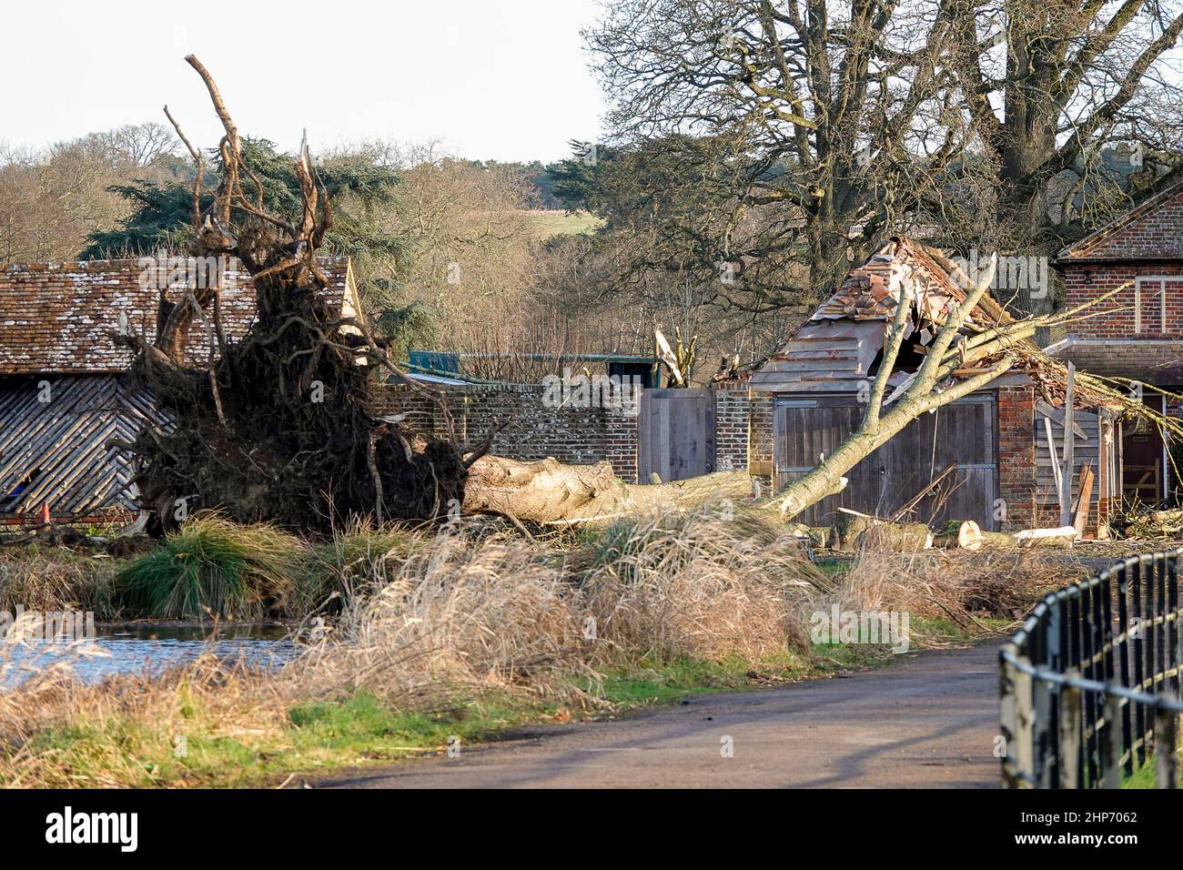 Waverley Lane, Elstead. 19th febbraio 2022. La cancellazione dopo Storm Eunace continuò attraverso le contee di casa questa mattina. Danni causati da tempesta a causa di un albero caduto in una fattoria a Elstead in Surrey. Credit: james jagger/Alamy Live News Foto Stock