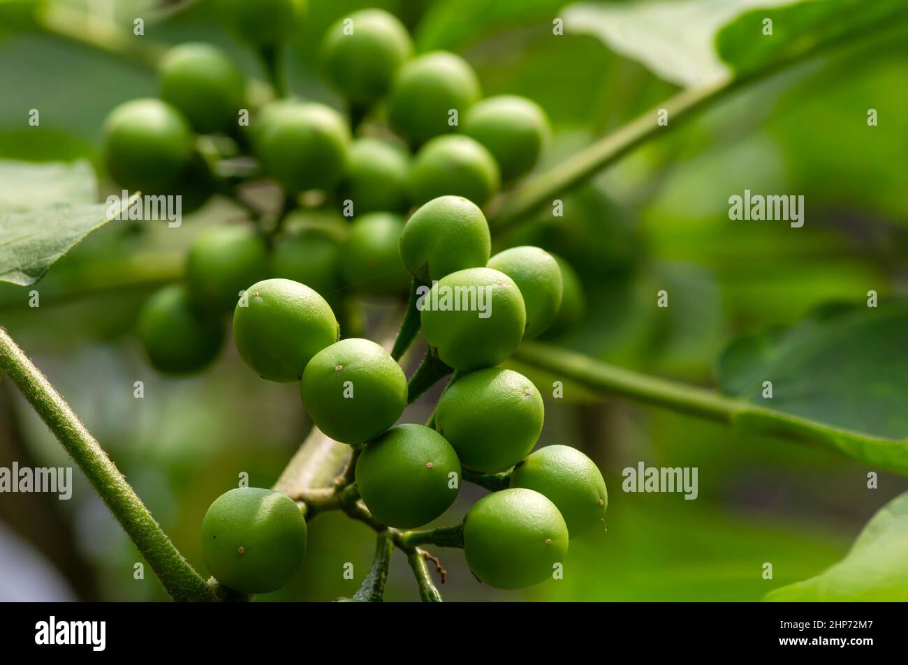 Insalate tradizionali a base di sundanese Leunca Solanum nigrum Foto Stock