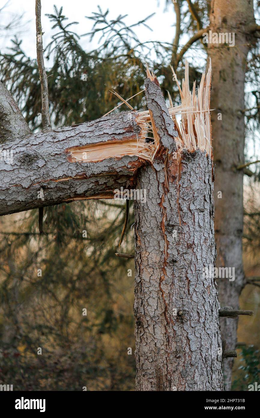 Station Lane, Godalming. 19th febbraio 2022. La cancellazione dopo Storm Eunace continuò attraverso le contee di casa questa mattina. Tempesta danni in Godalming in Surrey. Credit: james jagger/Alamy Live News Foto Stock