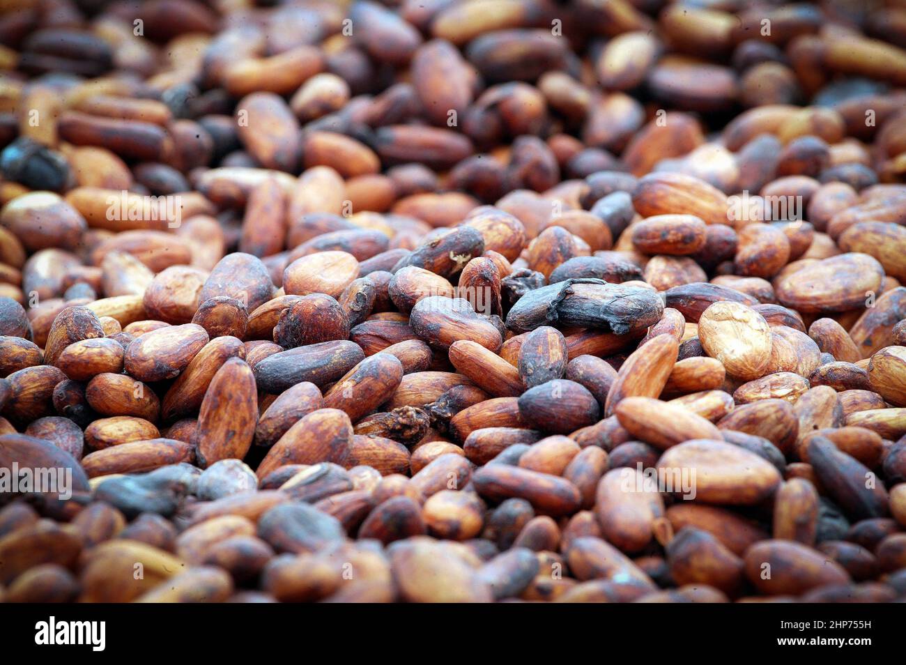 Fagioli di cacao che asciugano al sole africano. Foto del Ghana Africa occidentale: Gary Roberts/worldwidefeatures.com Foto Stock