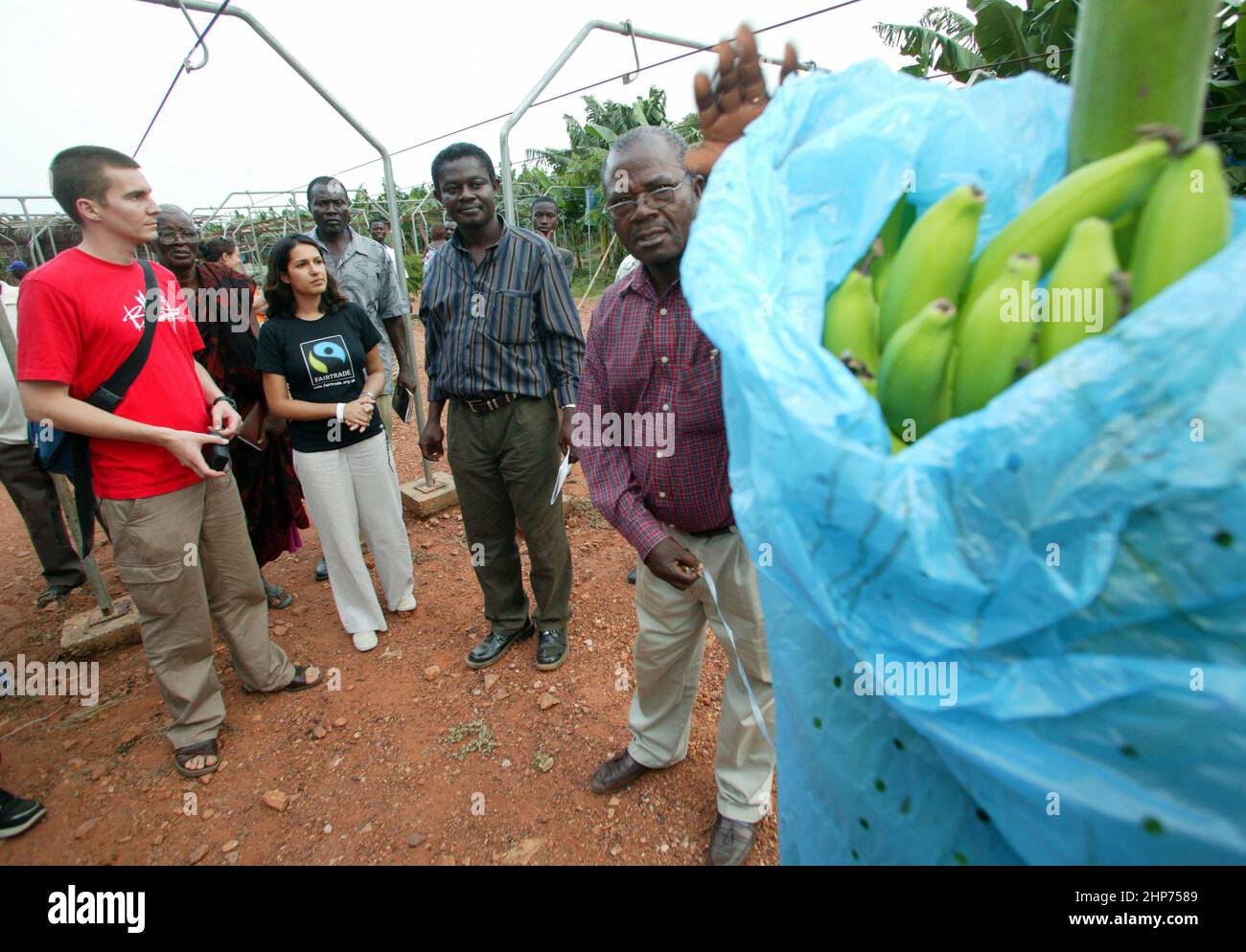 Lavoratori di una piantagione di Banana in Ghana Africa occidentale Foto Stock