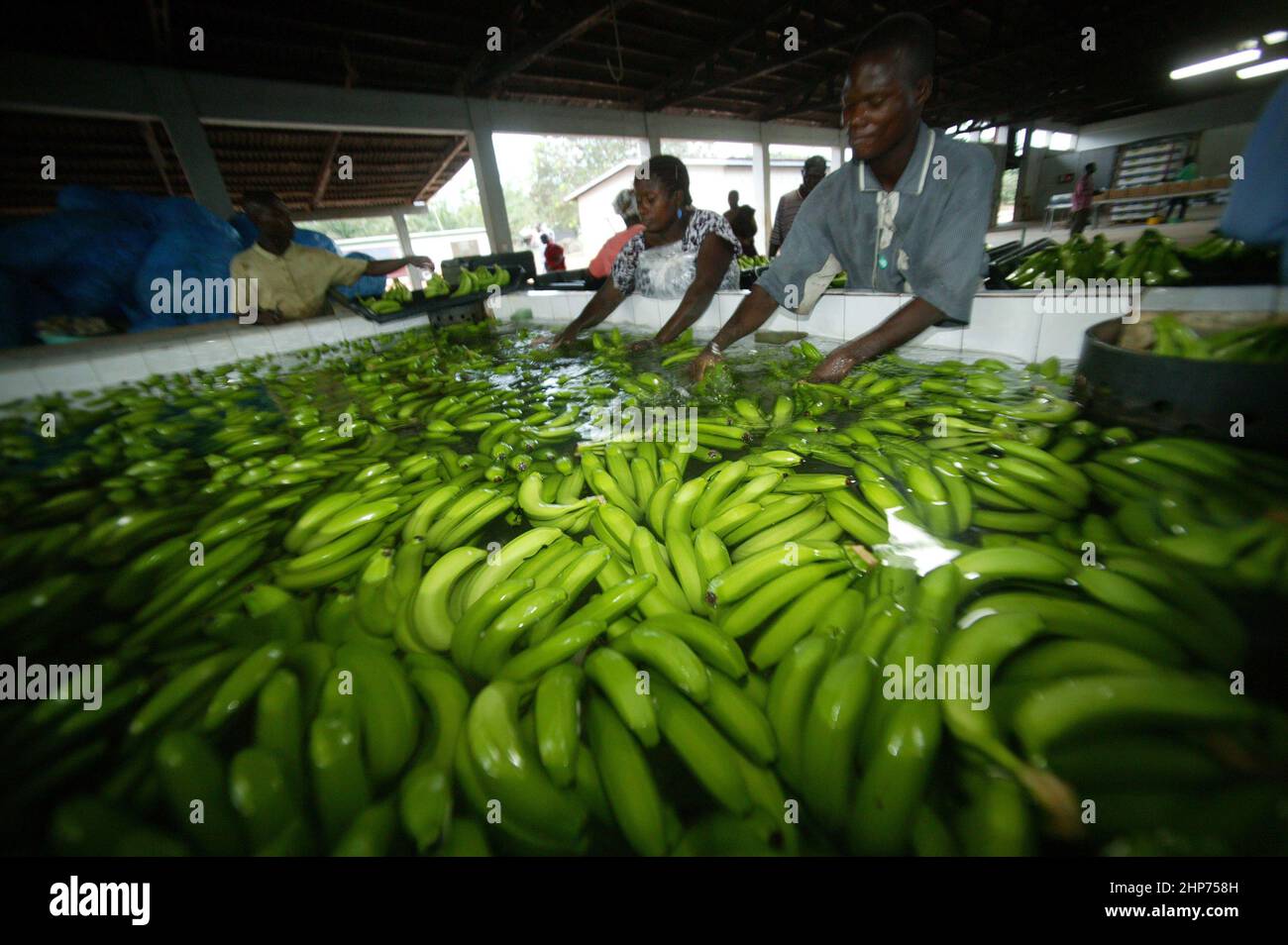 I lavoratori si sortire attraverso il raccolto di banane in una piantagione di commercio equo di Banana in Ghana Africa occidentale Foto Stock